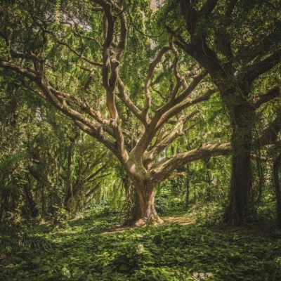 Wallpaper features: lush, dense forest; prominent large central tree; thick sprawling branches; broad green canopy; serene natural scene. Sunlit leaves filter light; forest floor with foliage and outdoor seating for peaceful rest. Natural colors: greens, browns, dappled sunlight.