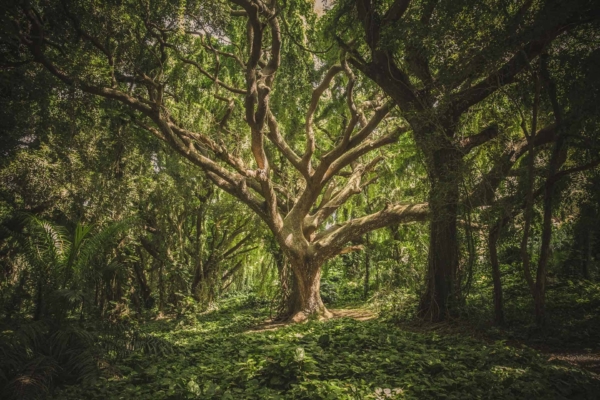 Wallpaper features: lush, dense forest; prominent large central tree; thick sprawling branches; broad green canopy; serene natural scene. Sunlit leaves filter light; forest floor with foliage and outdoor seating for peaceful rest. Natural colors: greens, browns, dappled sunlight.