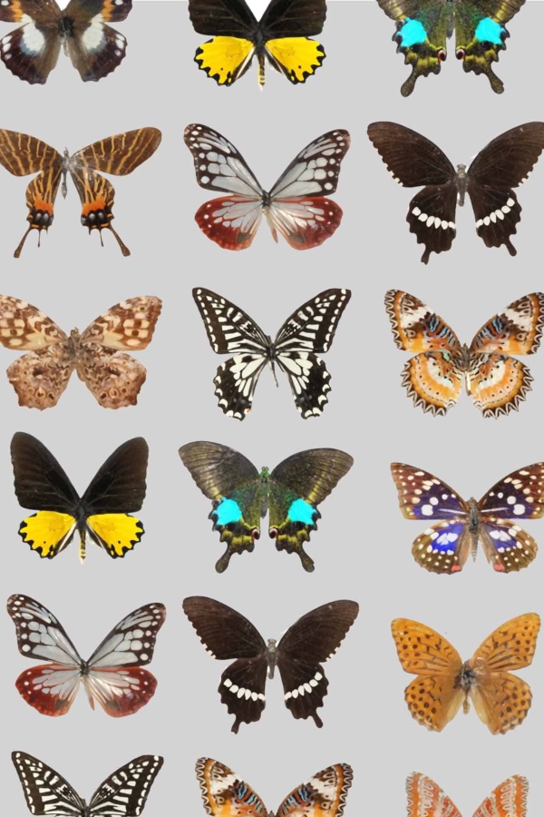 A light gray background sets the stage for a grid of vivid butterfly species. The assortment features butterflies with striking patterns and colors: golden yellows, rich browns, brilliant blues, and sleek blacks. Each butterfly exhibits unique wing designs—some with delicate lace-like edges, others with bold spots or intricate stripes. The diversity in shapes and color combinations emphasizes the natural beauty and variety found among these creatures. This wallpaper provides a visually captivating tableau that's perfect for nature enthusiasts and art lovers alike.