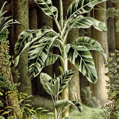 Illustration of a tall tropical plant with large, vibrant green leaves, some beautifully striped with creamy white. Set against a lush, dense forest background teeming with detailed foliage and towering trees. The rich palette includes deep forest greens, bright verdant tones, creamy whites, and subtle earthy browns. This nature-inspired wallpaper captivates with its vivid botanical elements and rich natural hues.