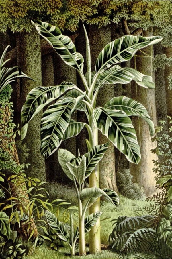 Illustration of a tall tropical plant with large, vibrant green leaves, some beautifully striped with creamy white. Set against a lush, dense forest background teeming with detailed foliage and towering trees. The rich palette includes deep forest greens, bright verdant tones, creamy whites, and subtle earthy browns. This nature-inspired wallpaper captivates with its vivid botanical elements and rich natural hues.