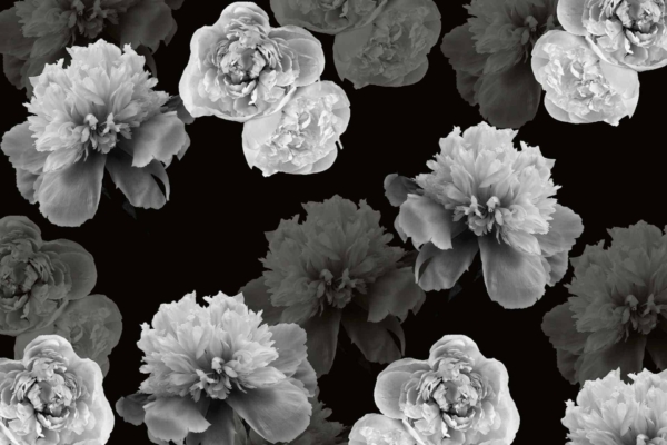 A wallpaper pattern featuring large peony flowers in black, white, and gray shades against a solid black background. The randomly arranged flowers create a striking contrast, highlighting the intricate petal details. Elements: large peony flowers, intricate petals. Colors: black, white, gray; solid black background. Perfect for a single-page design with a bold visual impact.