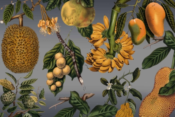 Detailed botanical illustration, tropical fruits, plants, durian, bananas, mangoes, vibrant leaves, flowers basking in sunshine, gray background; textures and colors of fruits and foliage: lush green leaves, yellow bananas, spiky durian in olive tones with hints of brown; bright orange mangoes; colorful flowers with petals in reds, pinks and yellows.