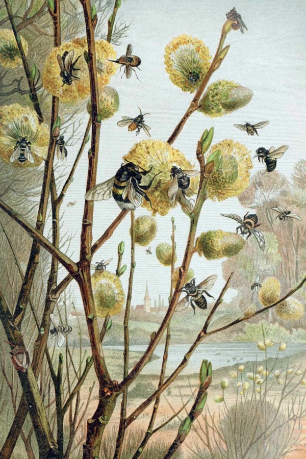 A detailed wallpaper features bees collecting pollen from cascading catkins on a blossoming tree. Set in tranquil countryside, the scene includes a serene river and distant buildings against a clear sky. Various plants in the background add depth, with rich greens, soft pastels, and vibrant yellows highlighting nature's beauty. Key elements: bees, catkins, blossoming tree, countryside, river, buildings, clear sky. Colors: greens (foliage), pastels (flowers), yellows (pollen), blues (sky and water).