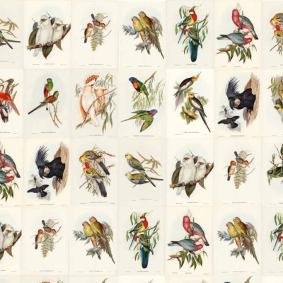 The Avery wallpaper features a vintage grid of bird illustrations. Each square showcases different bird species in an array of vibrant colors and dynamic poses. The birds are depicted perched on branches, interacting with each other, or in mid-flight. Artistic details highlight their feathers and natural surroundings with intricate accuracy. Key elements include diverse bird species, branches, and natural settings against a tasteful background—ideal for search terms like