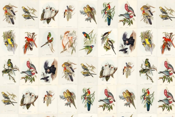 The Avery wallpaper features a vintage grid of bird illustrations. Each square showcases different bird species in an array of vibrant colors and dynamic poses. The birds are depicted perched on branches, interacting with each other, or in mid-flight. Artistic details highlight their feathers and natural surroundings with intricate accuracy. Key elements include diverse bird species, branches, and natural settings against a tasteful background—ideal for search terms like "vintage bird wallpaper," "bird illustration wallpaper," or "nature-themed vintage design.