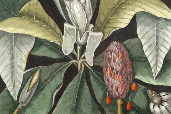 **Botanical Illustration Wallpaper Description:**

- **Central Focus**: Plant with **large, veiny leaves**
- **Flower Details**: Central flower is **white** with petal-like structures
- **Additional Feature (Right)**: Cone-like structure adorned with **red, teardrop-shaped details**
- **Scattered Elements**: Smaller buds reminiscent of a health-focused farm's meticulous care
- **Color Palette Highlighted for Search Function**:
  - Dominant colors include various shades of green (for leaves)
  - White (for central flower petals)
  - Red (for teardrop-shaped details on cone structure)