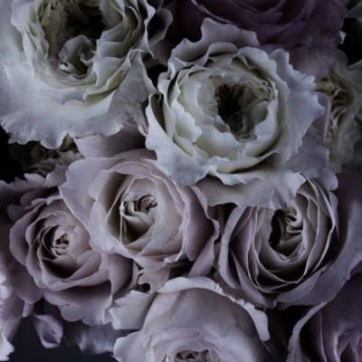 A close-up wallpaper featuring a bouquet of roses with soft, muted tones. The petals showcase a gradient from white to pale lavender, exuding elegance and serenity. Set against a dark background, the delicate textures whisper