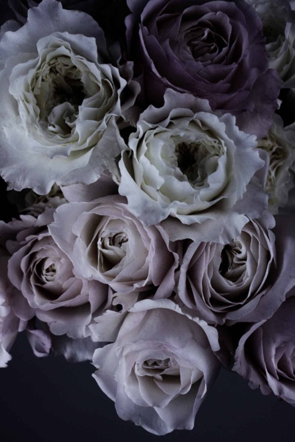 A close-up wallpaper featuring a bouquet of roses with soft, muted tones. The petals showcase a gradient from white to pale lavender, exuding elegance and serenity. Set against a dark background, the delicate textures whisper "The Language of Flowers" through whispers and hues.