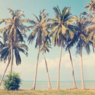 A serene beach scene wallpaper features a row of tall palm trees swaying gently against a bright blue sky. The calm turquoise ocean stretches out to the horizon, where a distant island and hints of the Riviera are visible. Dominated by tropical elements and soothing colors—bright blue, turquoise, green palms—creating an idyllic atmosphere perfect for search.
