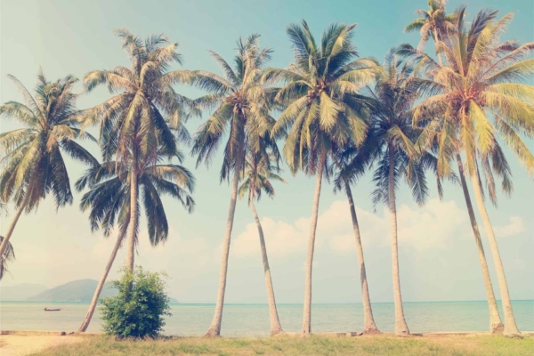 A serene beach scene wallpaper features a row of tall palm trees swaying gently against a bright blue sky. The calm turquoise ocean stretches out to the horizon, where a distant island and hints of the Riviera are visible. Dominated by tropical elements and soothing colors—bright blue, turquoise, green palms—creating an idyllic atmosphere perfect for search.