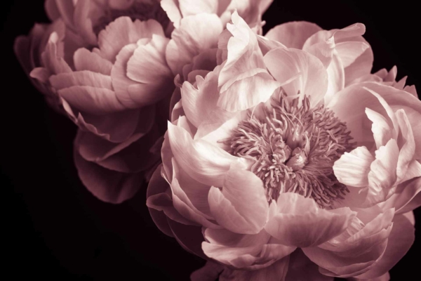 Sepia-toned close-up of two fully bloomed peony flowers with delicately layered petals. Light and shadow create depth, with intricate details highlighted against a dark background. Vintage feel, floral intricacy, light-shade contrasts.