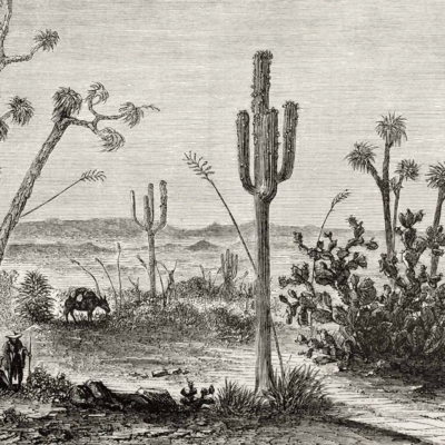 Illustration features a desert landscape with cacti, sparse vegetation, and distant mountains. Two individuals rest under a tree on the left, similar to Thelma and Louise. A cow grazes nearby. Scene has an arid, rustic feel. Predominantly black and white elements in the wallpaper.