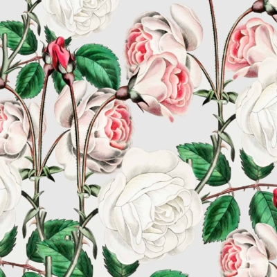 Illustration of white and pink roses intricately drawn on a light background. Features detailed green leaves, slender stems, and sharp thorns. Showcases roses in various blooming stages from buds to fully open flowers. Highlighted elements: white roses, pink roses, green leaves, stems with thorns, light background.