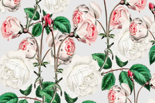Illustration of white and pink roses intricately drawn on a light background. Features detailed green leaves, slender stems, and sharp thorns. Showcases roses in various blooming stages from buds to fully open flowers. Highlighted elements: white roses, pink roses, green leaves, stems with thorns, light background.