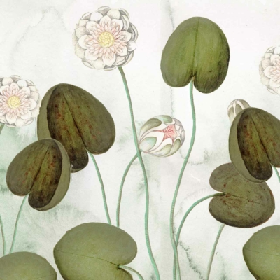 Wallpaper features: serene scene, lotus flowers, tiger lilies, green leaves, delicate white lotus blossoms, pink lotus blossoms, vibrant orange tiger lily blooms, slender stems. Background: soft watercolor-like effect.