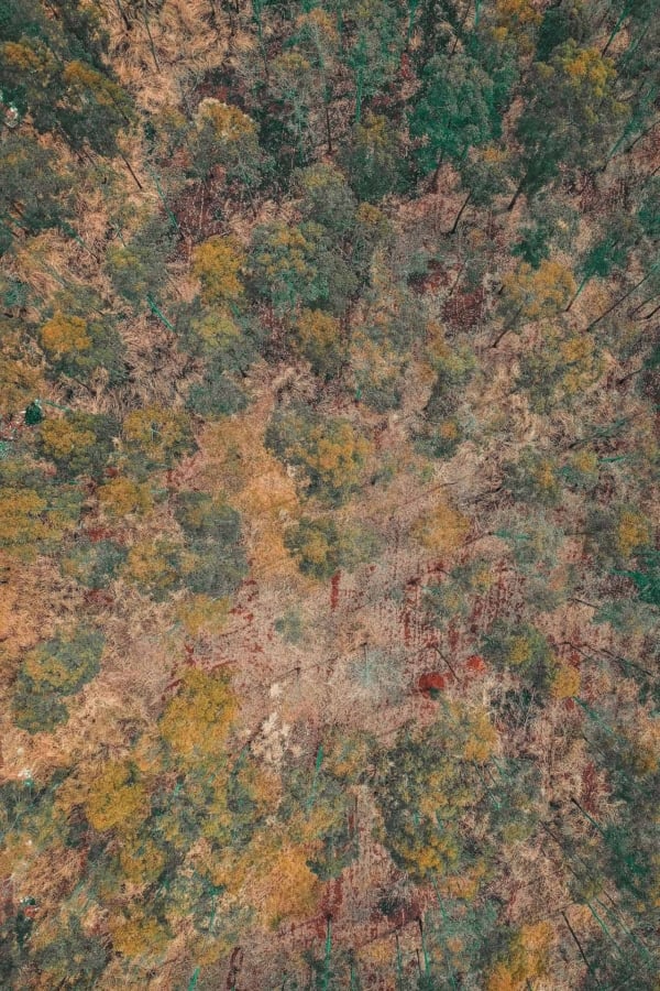 Dense forest wallpaper with a mix of green and brown foliage. Treetops form a textured pattern, showing seasonal changes or vegetation variation. Tranquil escape under thick canopy cover, far from trading hubs and urban life. Key elements: nature, green and brown leaves, dense forest, treetop texture, tranquility, seasonal change.