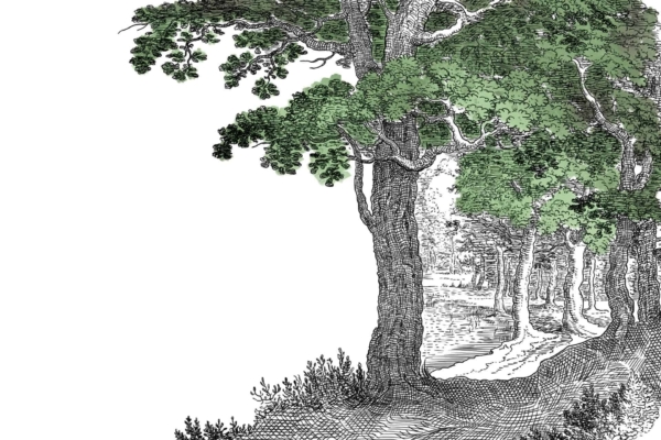 Wallpaper: Intricate black-and-white drawing of a dense forest with tall, leafy trees. Features include a winding path leading deeper into the woods and detailed tree canopies with touches of green leaves. Central to the scene is a majestic Tree of Life with skyward-reaching branches.