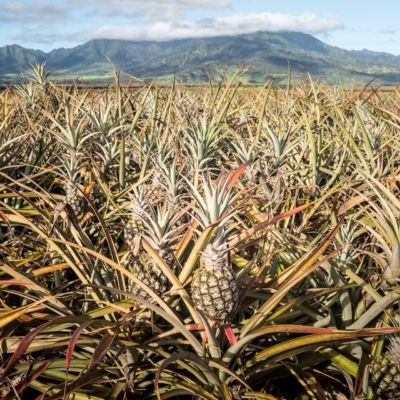 Wallpaper features: vast pineapple field, blue sky, scattered clouds, spiky plants with pineapples, green mountains in the background, lush tropical landscape. Dominant colors: green (fields and mountains), blue (sky), yellow/orange (pineapples).