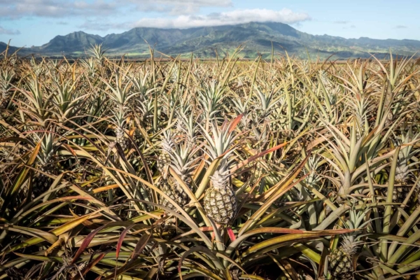 Wallpaper features: vast pineapple field, blue sky, scattered clouds, spiky plants with pineapples, green mountains in the background, lush tropical landscape. Dominant colors: green (fields and mountains), blue (sky), yellow/orange (pineapples).