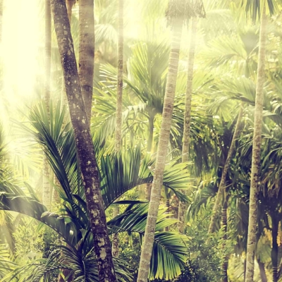 Wallpaper featuring a dense tropical forest with tall palm trees, lush green foliage, sunlight filtering through the canopy. Serene and dreamy atmosphere with bright, golden rays illuminating leaves and trunks. Predominantly green and gold hues, reminiscent of Tulum scenery.