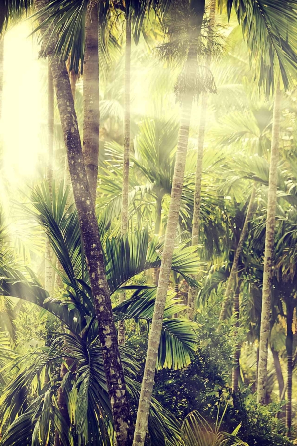 Wallpaper featuring a dense tropical forest with tall palm trees, lush green foliage, sunlight filtering through the canopy. Serene and dreamy atmosphere with bright, golden rays illuminating leaves and trunks. Predominantly green and gold hues, reminiscent of Tulum scenery.