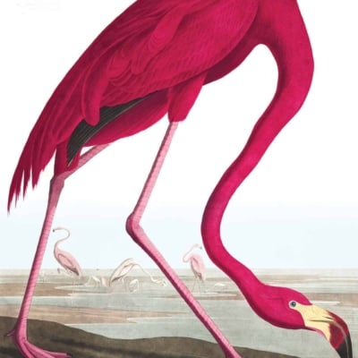 Wallpaper Illustration: Features a vibrant pink flamingo with its elongated neck bent down, pecking at the ground near a serene body of water. The vintage background displays other flamingos standing gracefully in shallow water. The sky is rendered in soft pastel hues, creating a tranquil setting. Key elements include: vibrant pink flamingo, long neck bent down, pecking at ground, body of water, vintage backdrop, additional flamingos in shallow water, and pastel sky colors.