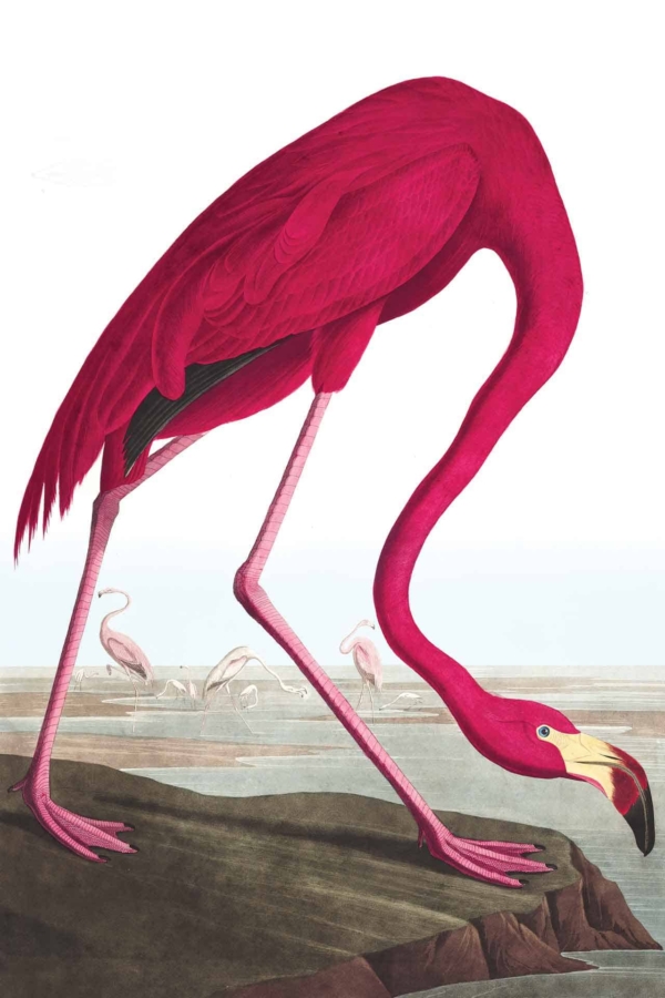 Wallpaper Illustration: Features a vibrant pink flamingo with its elongated neck bent down, pecking at the ground near a serene body of water. The vintage background displays other flamingos standing gracefully in shallow water. The sky is rendered in soft pastel hues, creating a tranquil setting. Key elements include: vibrant pink flamingo, long neck bent down, pecking at ground, body of water, vintage backdrop, additional flamingos in shallow water, and pastel sky colors.