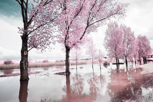Wallpaper: Serene flooded landscape, blooming pink cherry blossom trees, tree reflections in calm water, cloudy sky overhead. Peaceful atmosphere suggests onset of spring. Nostalgic and tranquil, invoking Memory Lane. Elements: reflections, blossoms, water surface; Colors: soft pinks, blues of the sky and water, subtle grays from clouds.