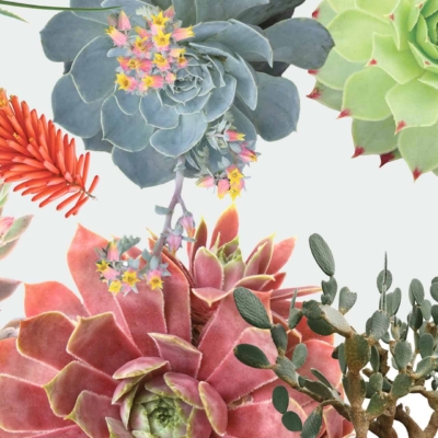 A vibrant wallpaper collage of various succulents and cacti in full bloom. Features an array of green, red, pink, and orange hues with flowers and spiky leaves of diverse shapes and textures set against a light background.