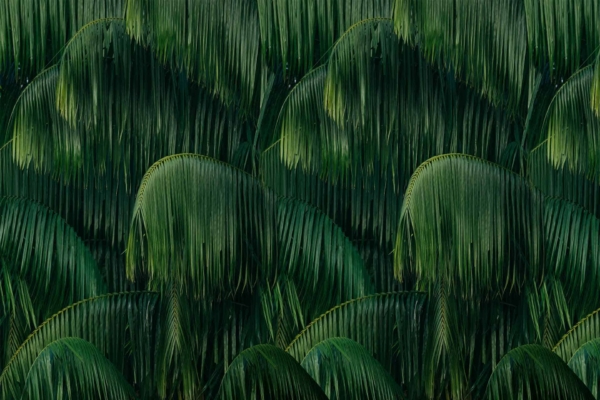 Dense tropical foliage, large overlapping green leaves, ribbed texture, patterned cascade, shades of green, lush and vibrant appearance.
