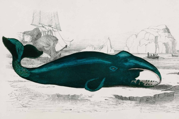 Illustration wallpaper of a large dark blue whale on an icy surface. A ship looms in the background, with towering icebergs and distant smaller boats scattered across the scene. The sky is cloud-covered, casting a dramatic light over the historical maritime setting. Key elements: dark blue whale, icy surface, ship in background, icebergs, smaller boats, cloudy sky.