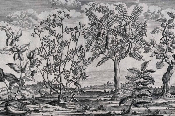 Where the Wind Blows": A black and white illustration wallpaper. Highlights:
- Trees
- Plants
- Foliage
- Intricate leaves
- Flowers: detailed petals, various shapes
- Fruits: different types, hanging from branches
- Natural landscape: diverse terrain
- Distant hilly background
- Cloudy sky
Elements focus on intricacies of nature with monochromatic contrast.