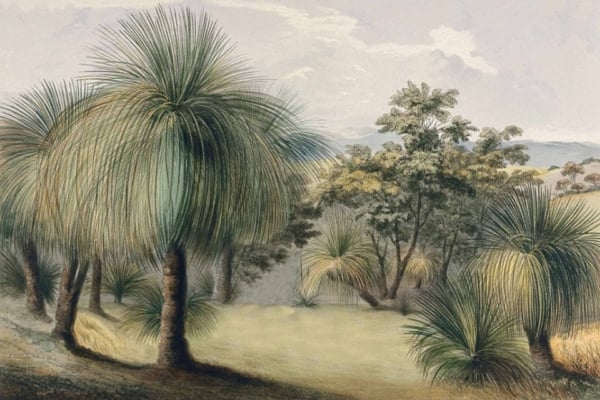 The wallpaper showcases a natural landscape with Yucca trees, featuring long, spiky leaves in the foreground. The middle ground includes various trees and shrubs. Distant hills and a cloudy Woga Woga sky dominate the background, creating a tranquil atmosphere. The color palette consists of earthy greens and browns for the foliage, muted blues and grays for the sky, with soft touches of beige and ochre.