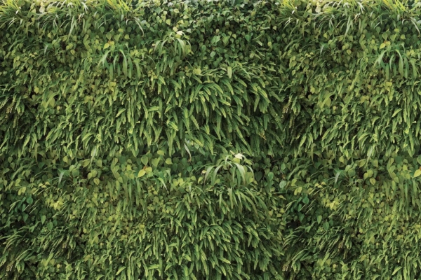 A vibrant wallpaper featuring a lush vertical garden, densely packed with an array of green plants and foliage. It showcases various shapes and sizes of leaves and fronds, creating a richly textured Wonder Wall. The thriving greenery includes shades from deep emerald to light lime, interspersed with hints of earthy brown stems. This wallpaper offers a rich tapestry of natural hues and intricate botanical details.