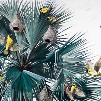 A vibrant wallpaper featuring lush green palms with intricately woven bird nests. Bright yellow birds, some perched and others in flight, populate the scene. The light, cloudy sky named Sky Sings 01 enhances the lively activity among the foliage. Key elements: green palms, woven bird nests, yellow birds, light cloudy sky (Sky Sings 01). Colors: green, yellow, light blue.