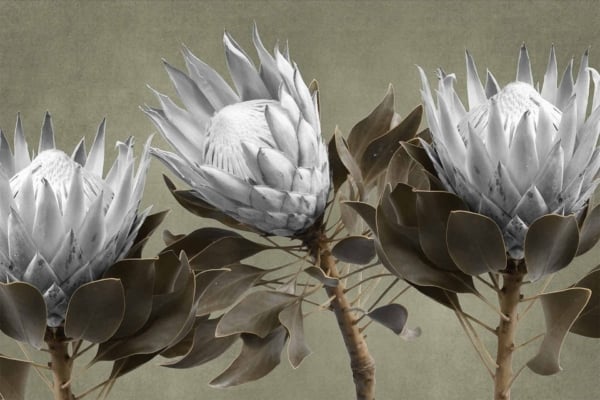 Three blooming protea flowers with pointed white petals and green leaves stand out against a soft green background. The intricate structure and unique beauty of each flower is highlighted by the contrasting colors. Elements: protea flowers, pointed white petals, green leaves, soft green background. Colors: white, green.