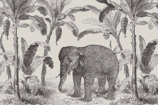 A vintage-style black and white wallpaper illustration showcases an elephant among tall banana trees with hanging clusters of bananas. Intricate textures detail the elephant and foliage. Dark shades emphasize natural elements creating a nostalgic ambiance like where swallows fly.