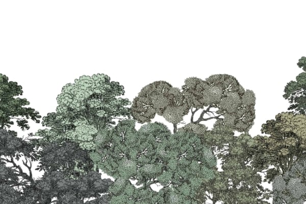 Illustration of various trees with intricate detailing and diverse shapes. Shades of green range from dark to light, highlighting the vibrant foliage and complex branches. The trees stand out against a plain white background, emphasizing their textures. Key elements include different tree forms, detailed foliage, and a gradient of green hues on a minimalist backdrop.