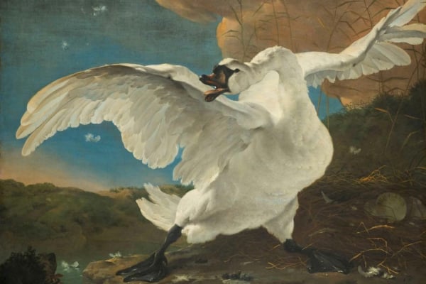 The wallpaper features a dramatic life-sized swan with outstretched wings, showing intense anger. The backdrop includes a body of water, lush vegetation, and a cloudy sky, enhancing the scene's tension. Key colors are stark whites of the swan, deep blues and greens from water and foliage, and ominous grays in the sky.