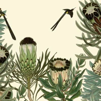Botanical illustration wallpaper featuring Protea flowers in various stages with green and brown hues. Three green sugarbirds with long tails hover around the Protea blooms, creating a lively natural scene. Light beige background accentuates the detailed elements and colors: green foliage, brown accents, vibrant birds with shades of green.