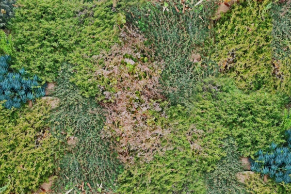 Aerial view wallpaper of dense green shrubbery and undergrowth with patches of dry, brown foliage. Various shades of green plants and small shrubs create a textured natural mosaic. Sporadic brown areas indicate drying or dead vegetation. Elements: foliage, shrubs, undergrowth, plants. Colors: green, brown.