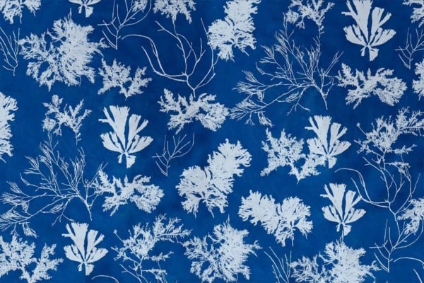 Wallpaper features:
- Blue background
- Detailed white botanical prints
- Intricate leaves and branches
- Natural, hand-drawn look
- Resembling cyanotype photography or nature-inspired printmaking techniques