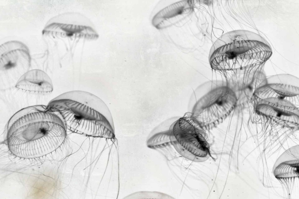 Black-and-white wallpaper featuring translucent jellyfish floating gracefully. Ethereal, delicate tentacles create a ghost-like, mesmerizing scene. Light, blurred background enhances serene ambiance. Key elements: jellyfish, translucent bodies, tentacles, ethereal/ghost-like appearance. Colors: black and white.