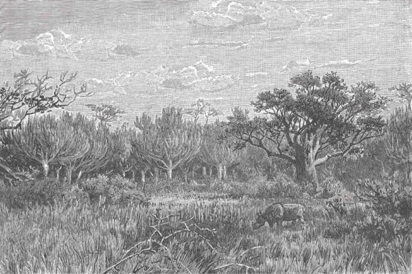 The wallpaper showcases a dense forest scene with various trees and bushes depicted in black and white. The sky is partially cloudy, adding depth to the detailed, etched quality of the illustration. In the lower right foreground, there's a lone rhinoceros peacefully grazing. The monochromatic palette enhances the intricate details of this natural setting.