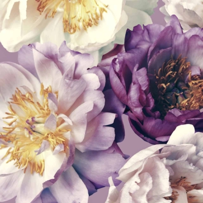 Close-up view wallpaper featuring peony flowers in shades of white, lavender, and purple. Prominent yellow stamens contrast beautifully with the petals. The background is a soft lilac color named Purple Reign, enhancing the delicate and vibrant hues of the flowers. These elements combine to create a harmonious and elegant floral pattern perfect for search queries related to peony wallpapers or floral designs with prominent yellow accents against a purple backdrop.