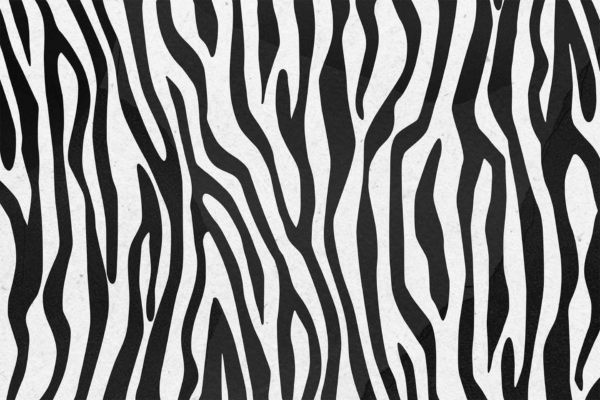 Abstract wallpaper featuring black and white stripes interwoven in a wavy, irregular design, reminiscent of zebra's stripes. Touches of Purple Reign add depth against a white background. Dynamic and fluid visual effect enhanced by vibrant purple hues. Keywords: abstract pattern, black and white stripes, wavy design, zebra stripes, Purple Reign accents, white background.