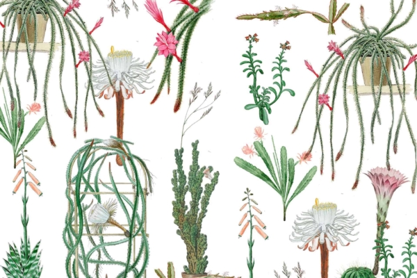 Hand-drawn illustration of various cacti and succulents, including hanging and potted plants with flowers. The wallpaper features detailed plants in vibrant colors, such as long, trailing stems and blossoms in pink and white. There is diversity in the shapes and sizes of the plants, all set against a white background. Elements include detailed leaves, bright flowers, trailing vines, assorted cacti forms. Highlights: cacti, succulents, hanging plants, potted plants with flowers in pink & white.