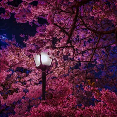 **Wallpaper Description:**
Warmly shining streetlamp, surrounded by blooming cherry blossom trees at night. Vibrant pink flowers contrasted with a deep blue sky. Serene and picturesque scene.