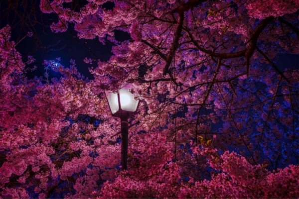 **Wallpaper Description:**
Warmly shining streetlamp, surrounded by blooming cherry blossom trees at night. Vibrant pink flowers contrasted with a deep blue sky. Serene and picturesque scene.